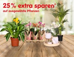 Netto: 25% Rabatt auf ausgewählte Garten- und Zimmerpflanzen mit Gutschein ohne MBW
